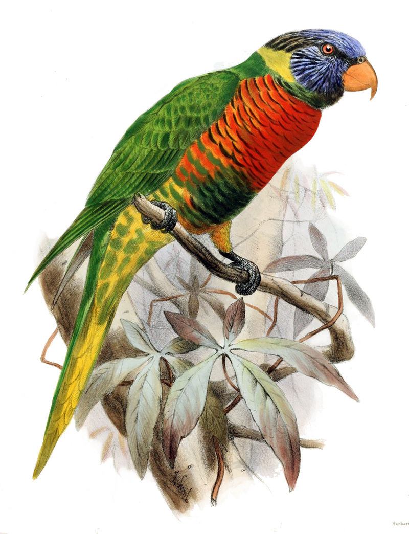 coconut lorikeet, rainbow lorikeet (Trichoglossus haematodus nigrogularis); DISPLAY FULL IMAGE.