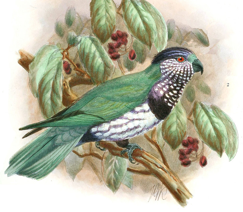 ultramarine lorikeet (Vini ultramarina); DISPLAY FULL IMAGE.