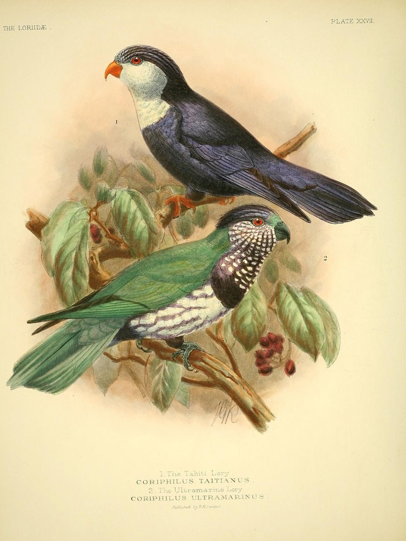 blue lorikeet (Vini peruviana), ultramarine lorikeet (Vini ultramarina); DISPLAY FULL IMAGE.