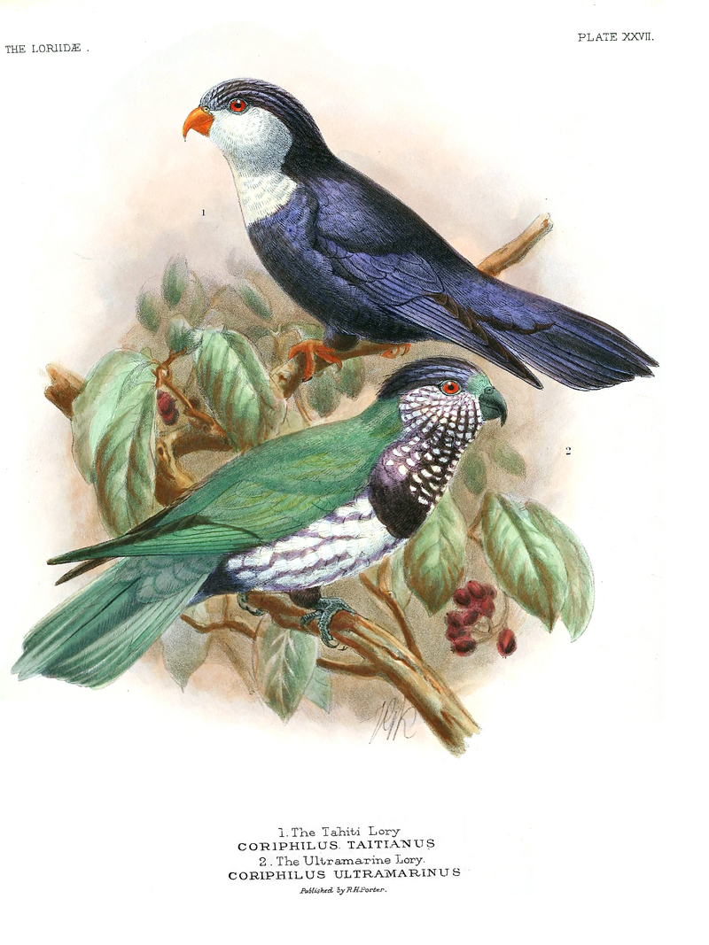 blue lorikeet (Vini peruviana), ultramarine lorikeet (Vini ultramarina); DISPLAY FULL IMAGE.