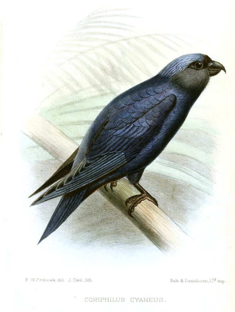 blue lorikeet (Vini peruviana); DISPLAY FULL IMAGE.