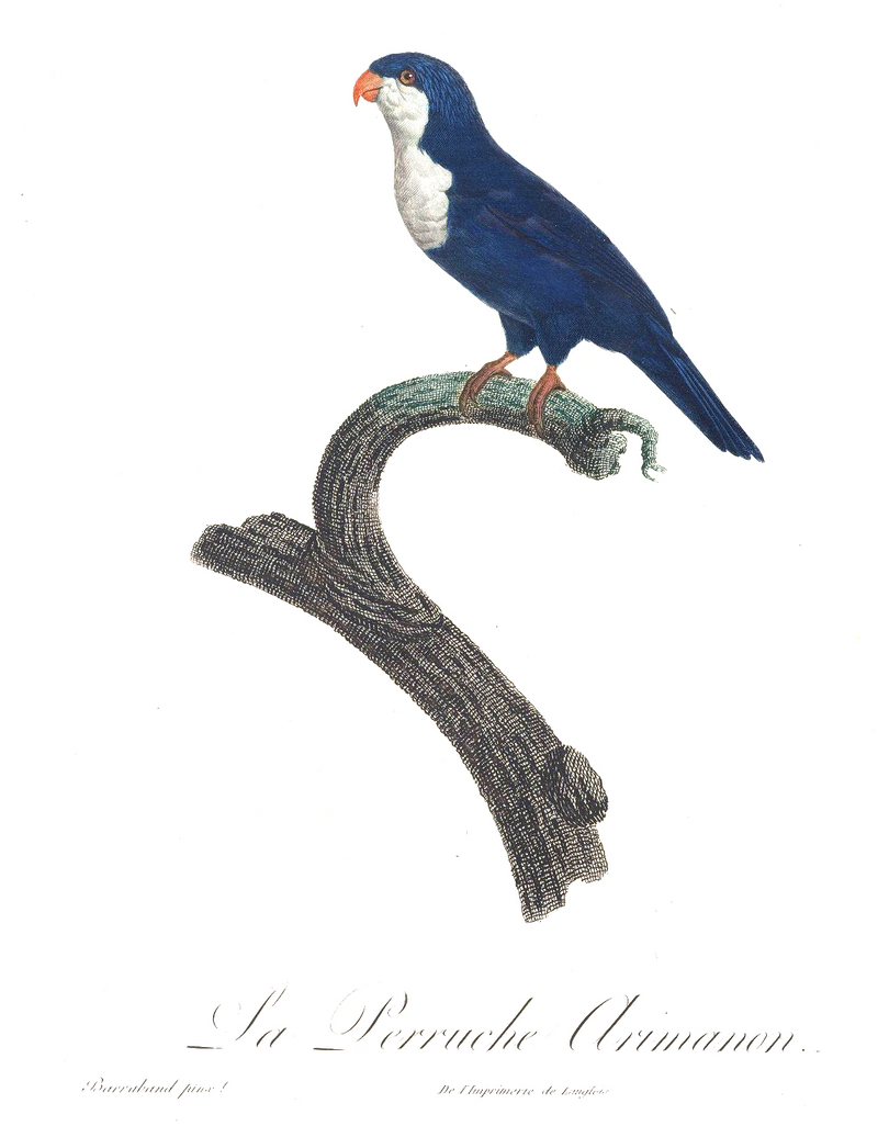 blue lorikeet (Vini peruviana); DISPLAY FULL IMAGE.