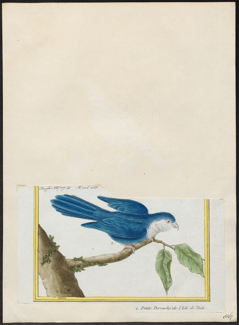 blue lorikeet (Vini peruviana); DISPLAY FULL IMAGE.
