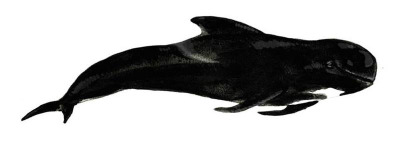 long-finned pilot whale (Globicephala melas); DISPLAY FULL IMAGE.