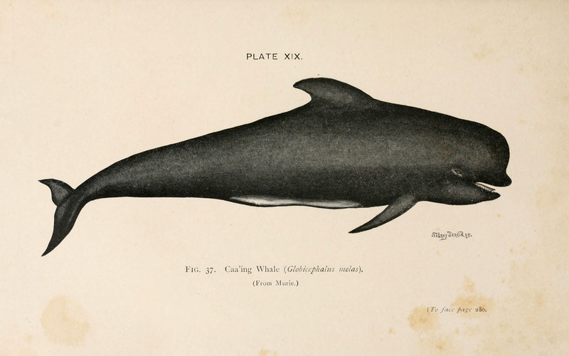 long-finned pilot whale (Globicephala melas); DISPLAY FULL IMAGE.