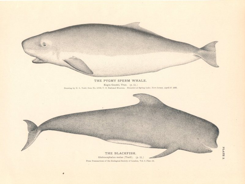 pygmy sperm whale (Kogia breviceps), long-finned pilot whale (Globicephala melas); DISPLAY FULL IMAGE.