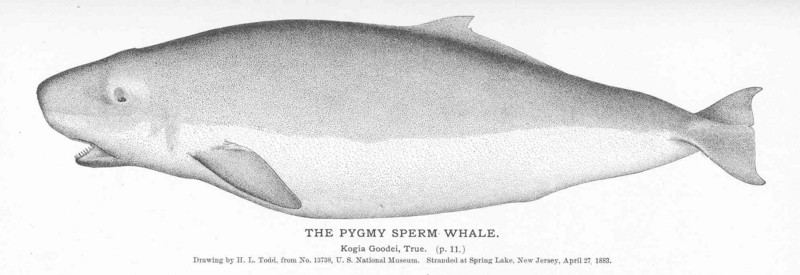 pygmy sperm whale (Kogia breviceps); DISPLAY FULL IMAGE.