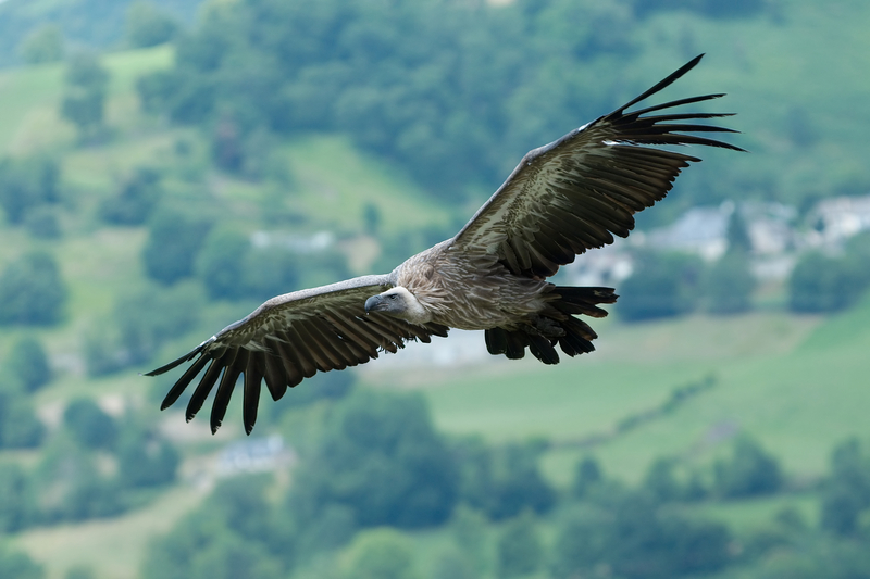 griffon vulture, Eurasian griffon (Gyps fulvus); DISPLAY FULL IMAGE.