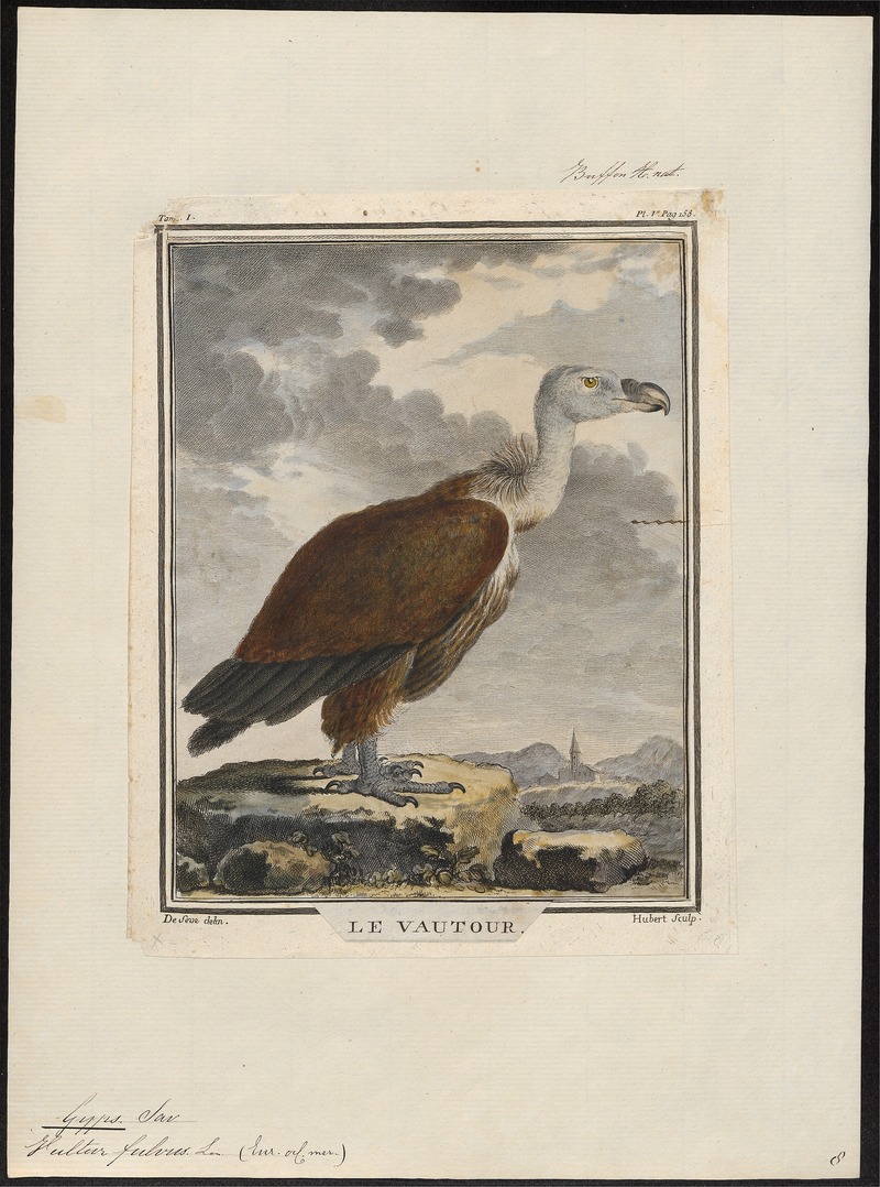 griffon vulture, Eurasian griffon (Gyps fulvus); DISPLAY FULL IMAGE.
