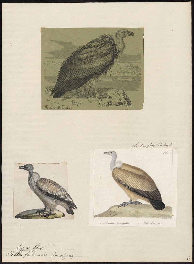 griffon vulture, Eurasian griffon (Gyps fulvus); DISPLAY FULL IMAGE.