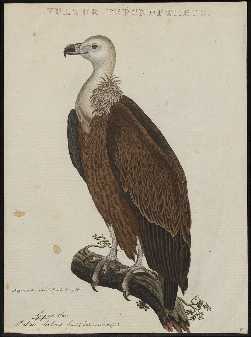 griffon vulture, Eurasian griffon (Gyps fulvus); DISPLAY FULL IMAGE.