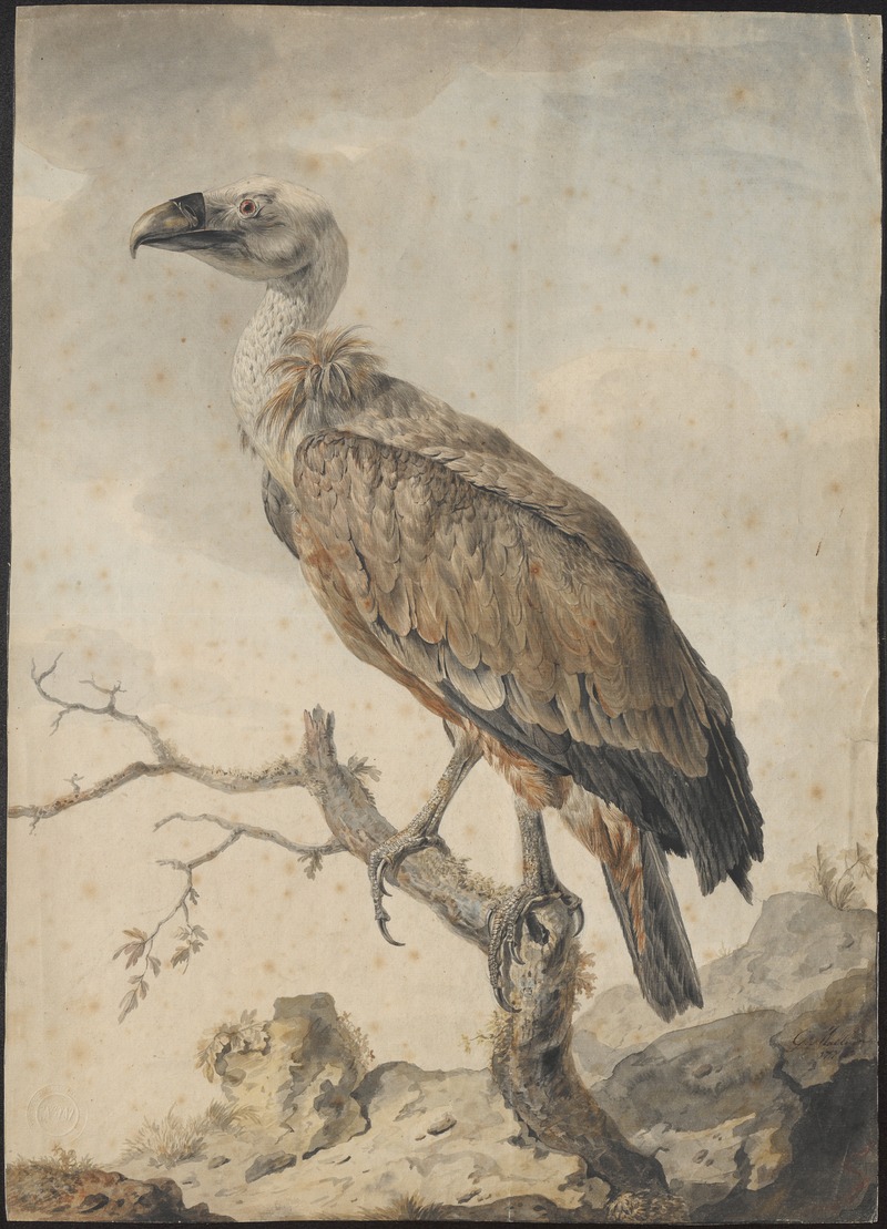 griffon vulture, Eurasian griffon (Gyps fulvus); DISPLAY FULL IMAGE.