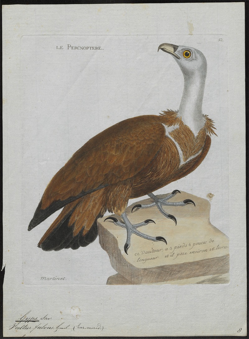 griffon vulture, Eurasian griffon (Gyps fulvus); DISPLAY FULL IMAGE.
