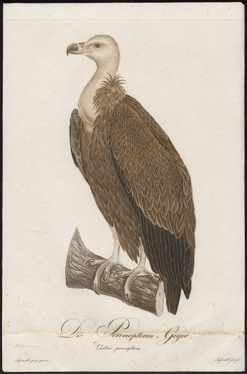 griffon vulture, Eurasian griffon (Gyps fulvus); DISPLAY FULL IMAGE.