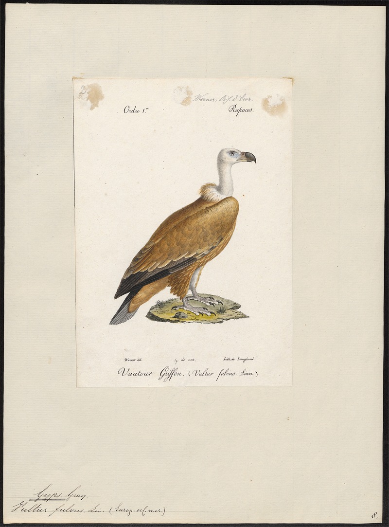 griffon vulture, Eurasian griffon (Gyps fulvus); DISPLAY FULL IMAGE.