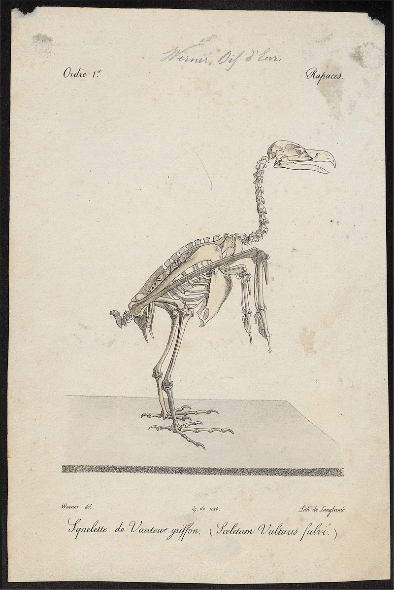 griffon vulture, Eurasian griffon (Gyps fulvus); DISPLAY FULL IMAGE.