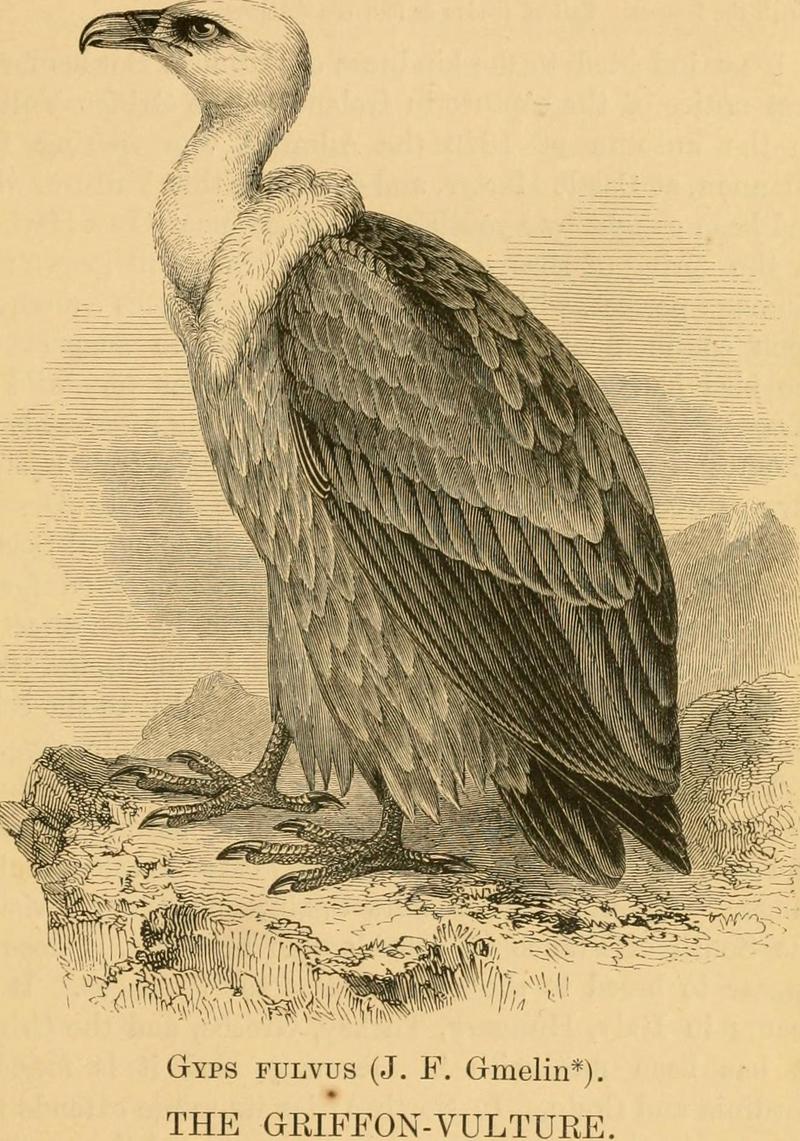 griffon vulture, Eurasian griffon (Gyps fulvus); DISPLAY FULL IMAGE.