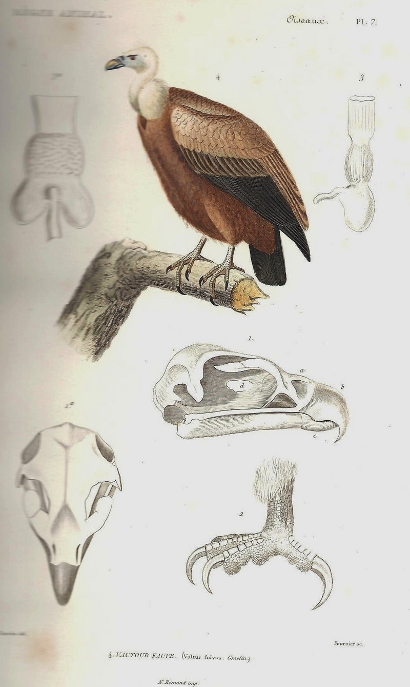 griffon vulture, Eurasian griffon (Gyps fulvus); DISPLAY FULL IMAGE.