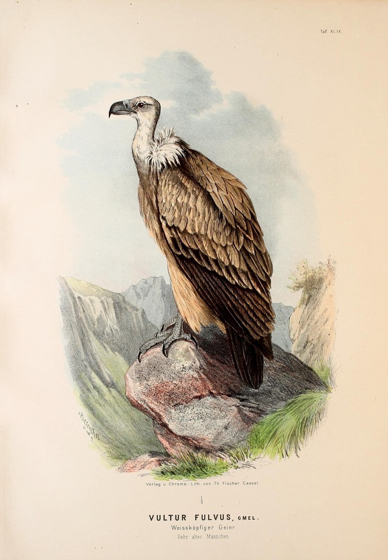 griffon vulture, Eurasian griffon (Gyps fulvus); DISPLAY FULL IMAGE.