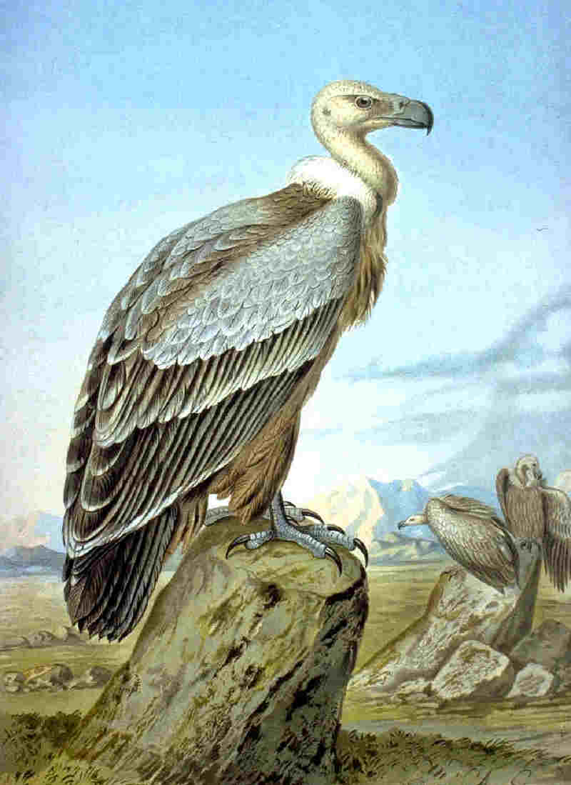 griffon vulture, Eurasian griffon (Gyps fulvus); DISPLAY FULL IMAGE.