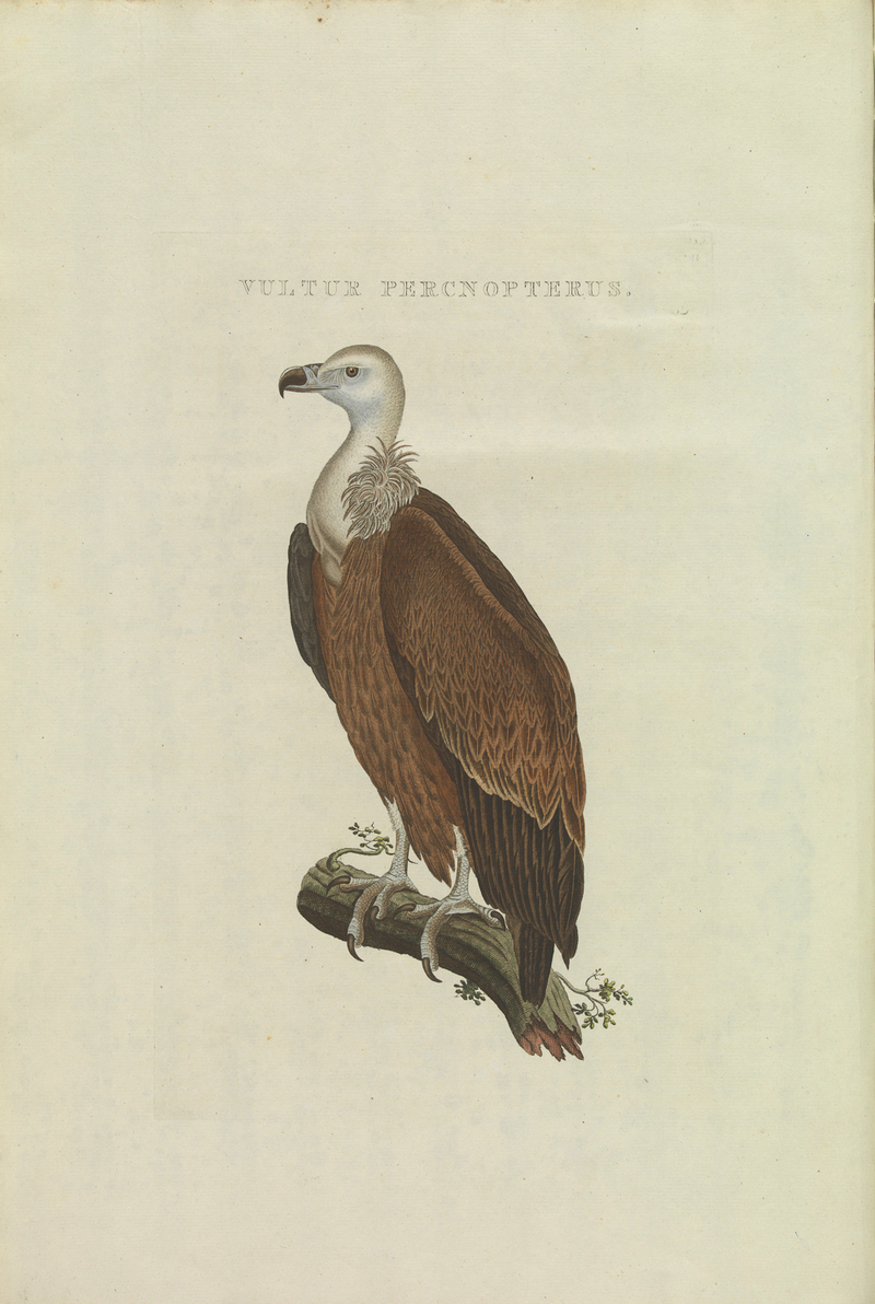 griffon vulture, Eurasian griffon (Gyps fulvus); DISPLAY FULL IMAGE.