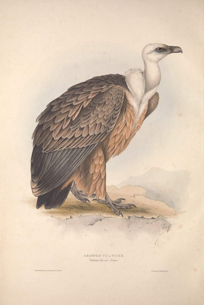 griffon vulture, Eurasian griffon (Gyps fulvus); DISPLAY FULL IMAGE.