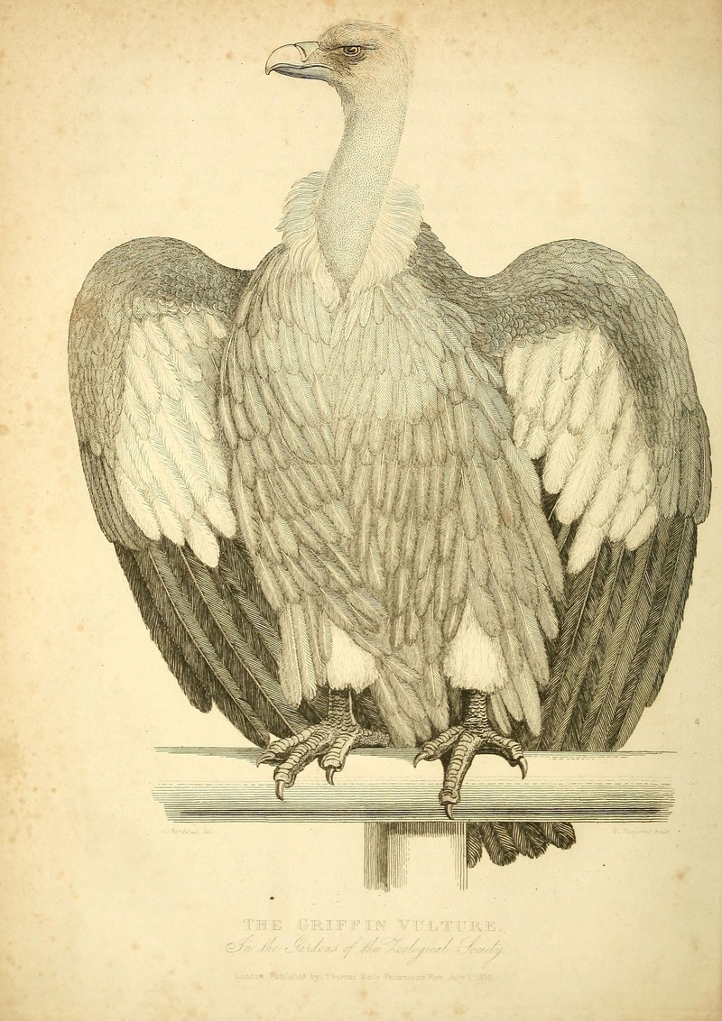 griffon vulture, Eurasian griffon (Gyps fulvus); DISPLAY FULL IMAGE.