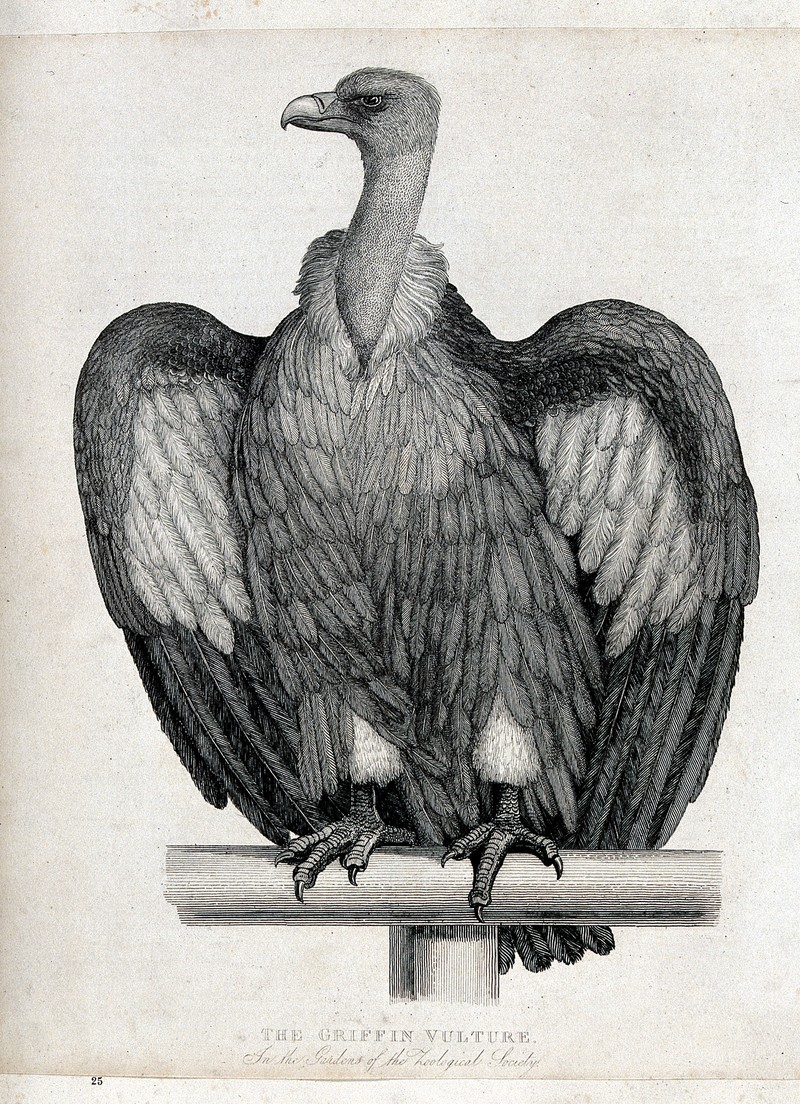 griffon vulture, Eurasian griffon (Gyps fulvus); DISPLAY FULL IMAGE.