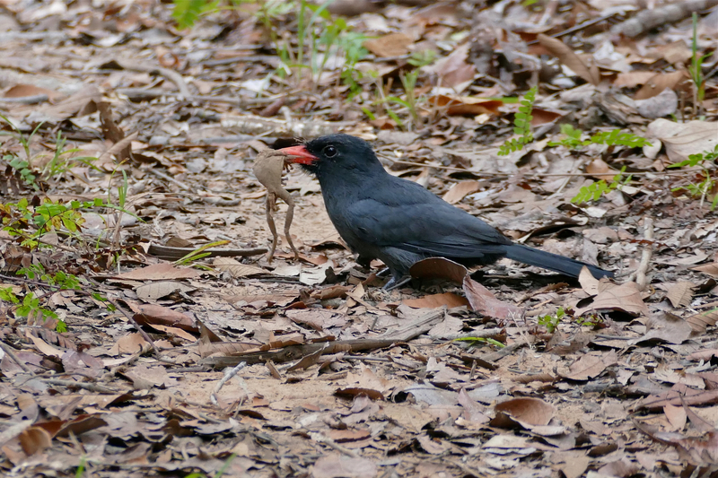 black-fronted nunbird (Monasa nigrifrons); DISPLAY FULL IMAGE.