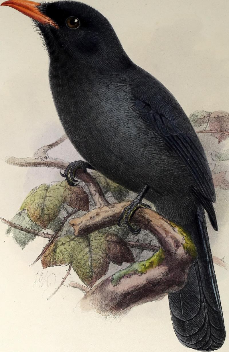 black-fronted nunbird (Monasa nigrifrons); DISPLAY FULL IMAGE.