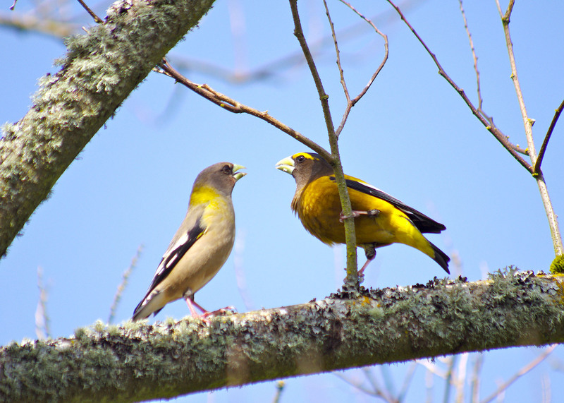 evening grosbeak (Coccothraustes vespertinus); DISPLAY FULL IMAGE.