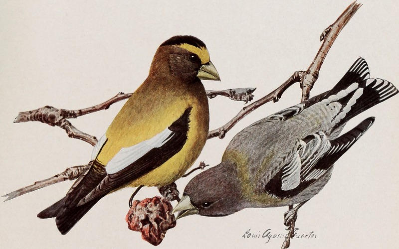 evening grosbeak (Coccothraustes vespertinus); DISPLAY FULL IMAGE.