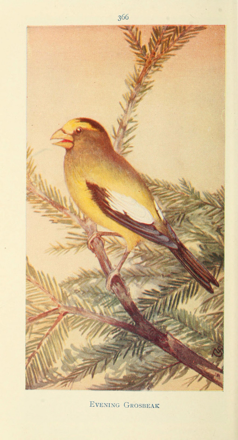 evening grosbeak (Coccothraustes vespertinus); DISPLAY FULL IMAGE.