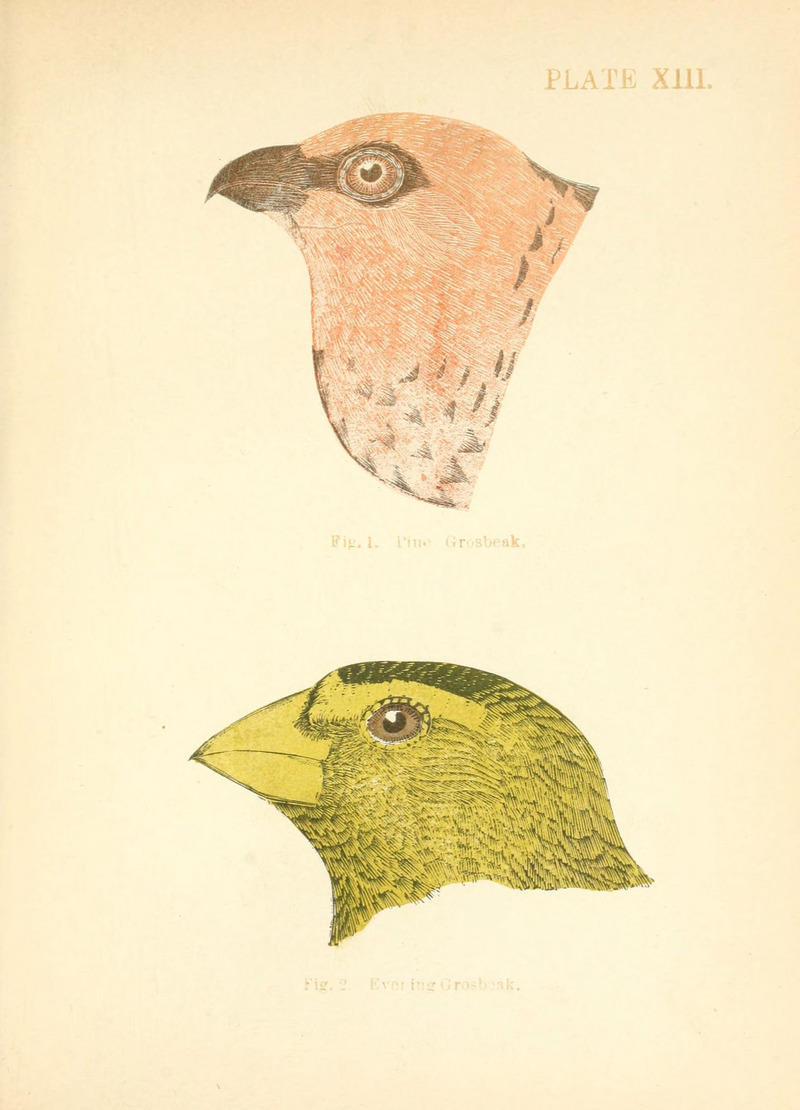 pine grosbeak (Pinicola enucleator), evening grosbeak (Coccothraustes vespertinus); DISPLAY FULL IMAGE.