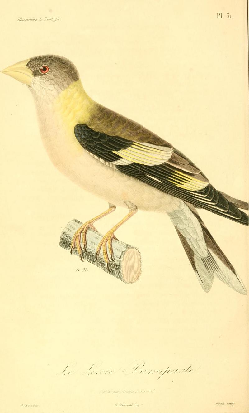 evening grosbeak (Coccothraustes vespertinus); DISPLAY FULL IMAGE.