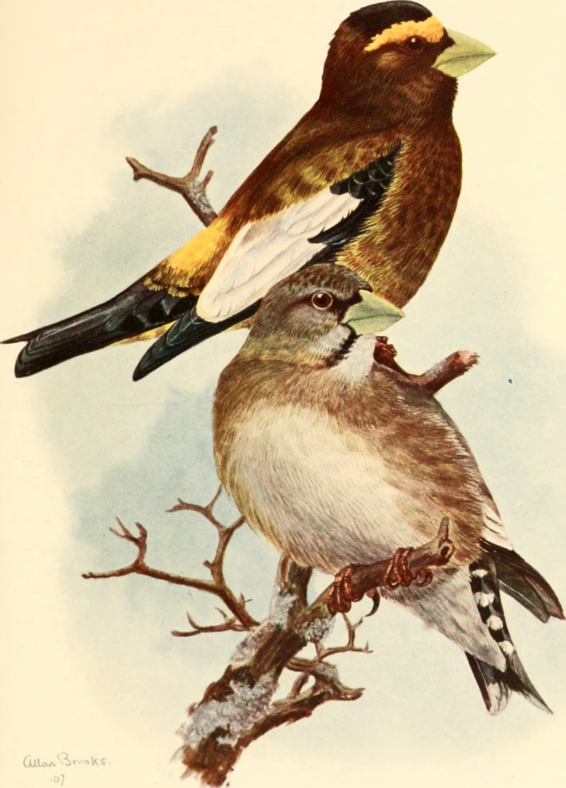 evening grosbeak (Coccothraustes vespertinus); DISPLAY FULL IMAGE.