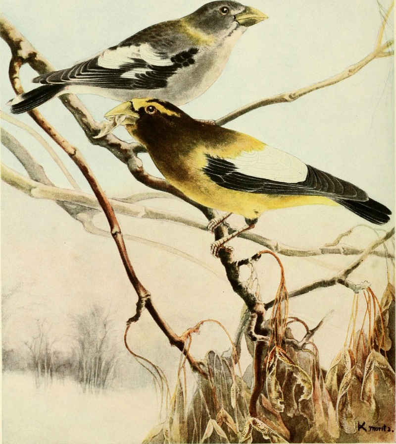 evening grosbeak (Coccothraustes vespertinus); DISPLAY FULL IMAGE.