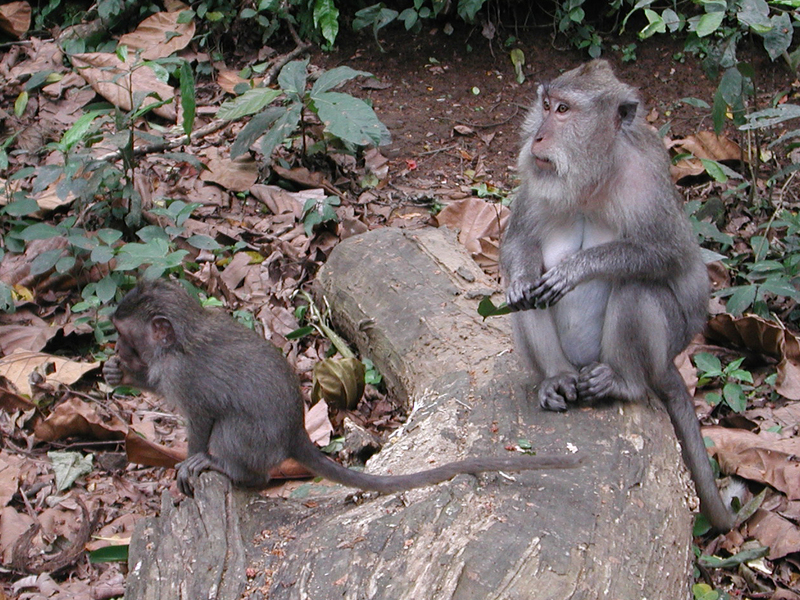 crab-eating macaque (Macaca fascicularis); DISPLAY FULL IMAGE.