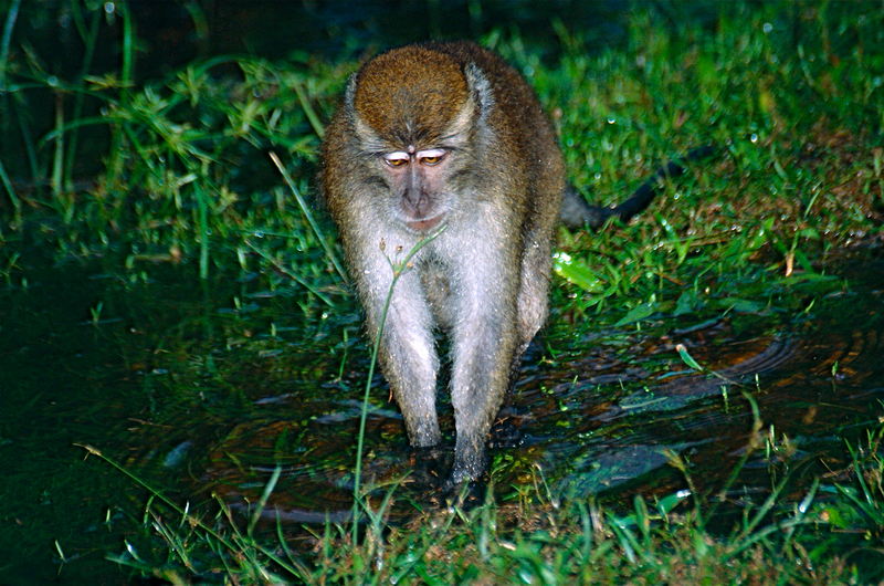 crab-eating macaque (Macaca fascicularis); DISPLAY FULL IMAGE.