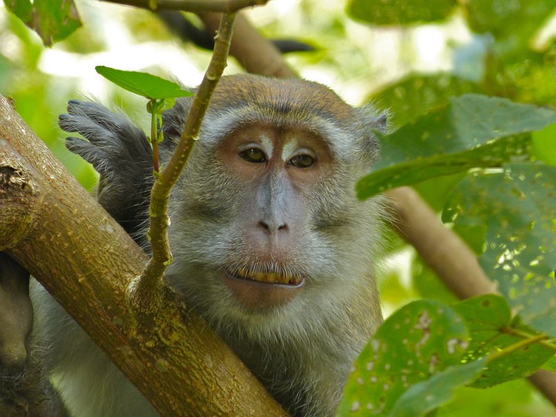 crab-eating macaque (Macaca fascicularis); DISPLAY FULL IMAGE.