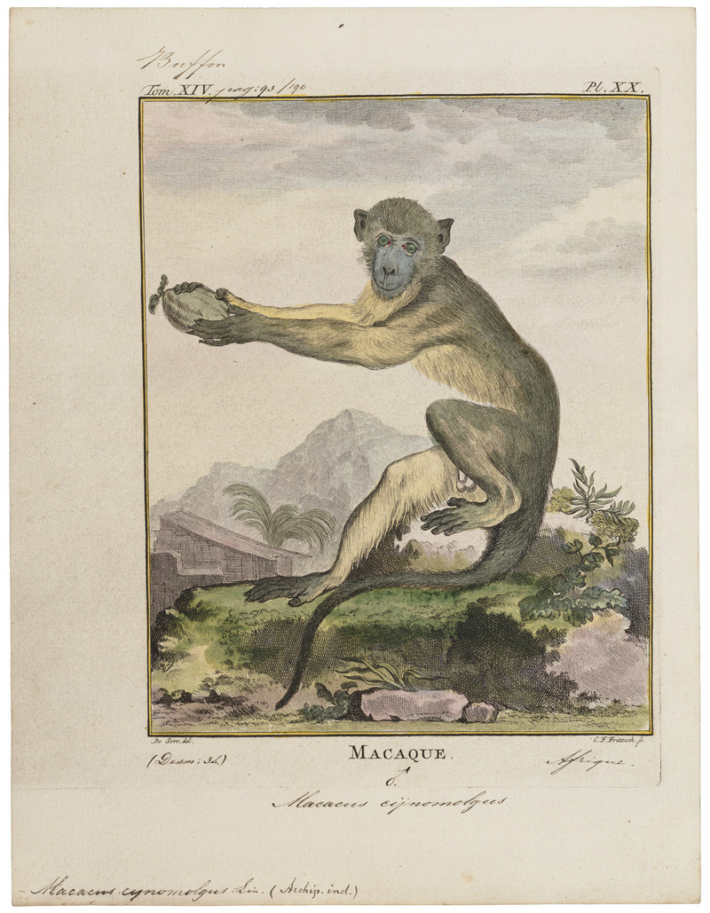 crab-eating macaque (Macaca fascicularis); DISPLAY FULL IMAGE.