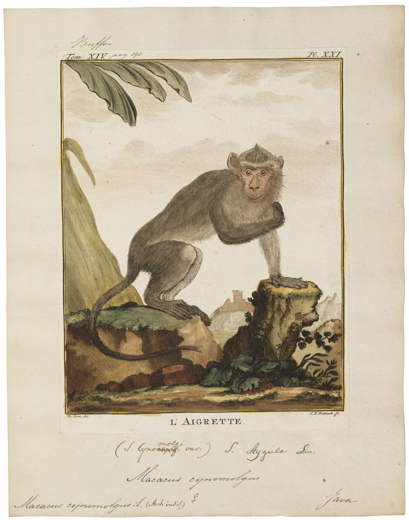 crab-eating macaque (Macaca fascicularis); DISPLAY FULL IMAGE.