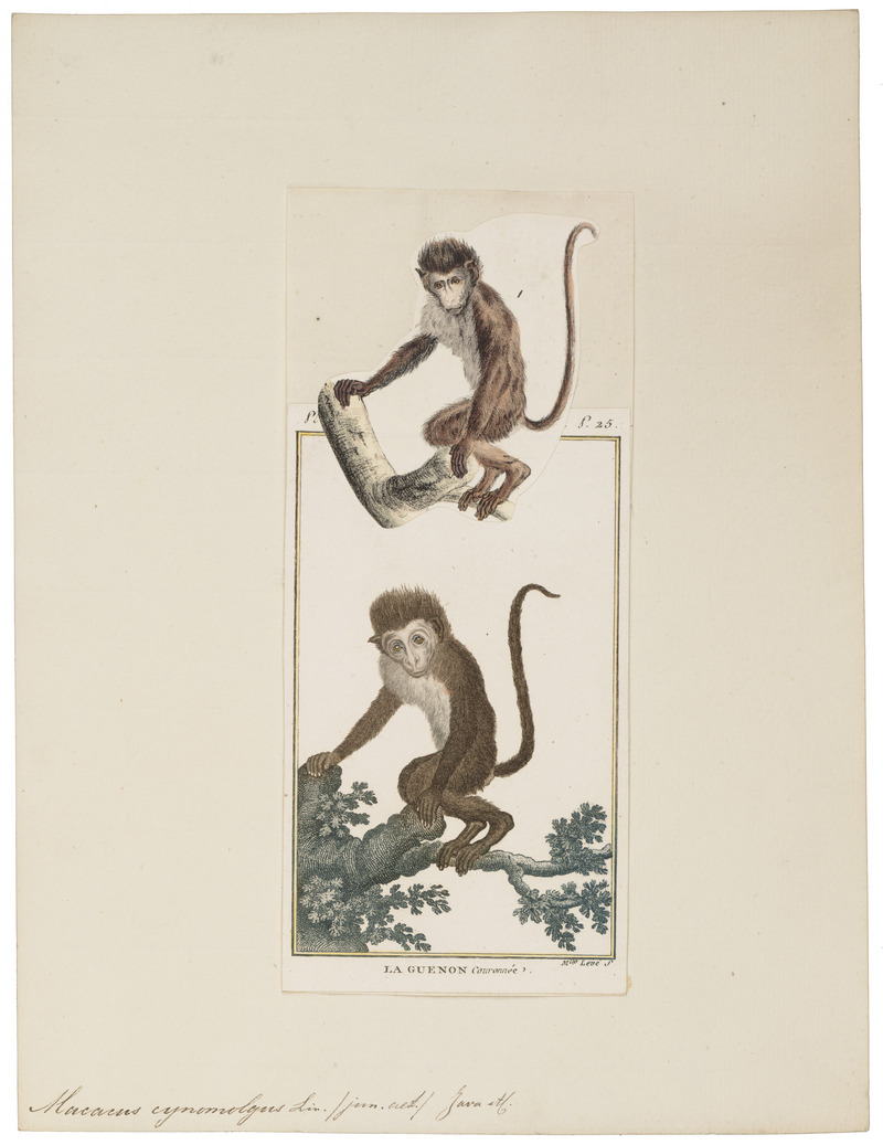 crab-eating macaque (Macaca fascicularis); DISPLAY FULL IMAGE.