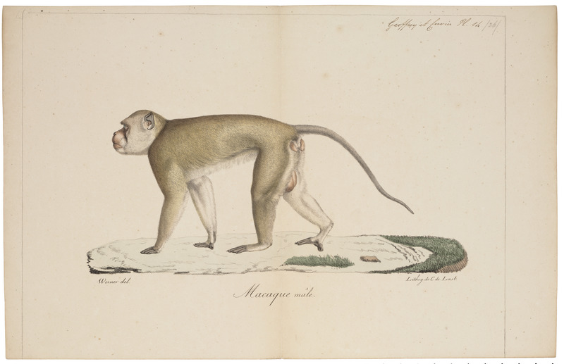 crab-eating macaque (Macaca fascicularis); DISPLAY FULL IMAGE.