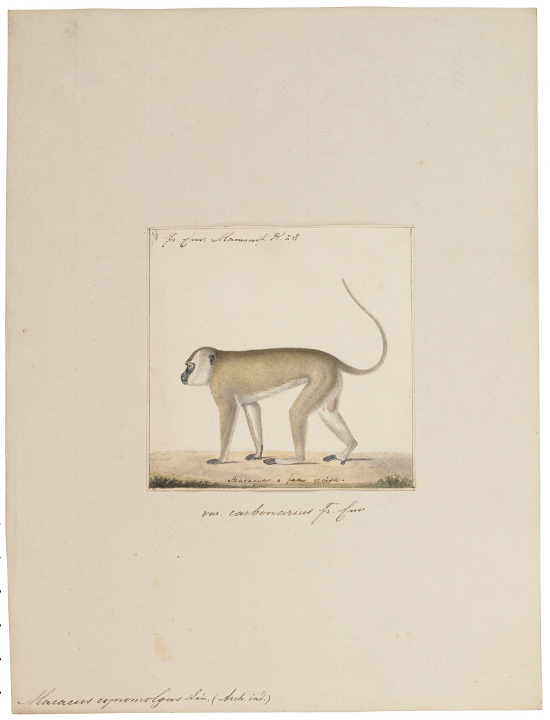 crab-eating macaque (Macaca fascicularis); DISPLAY FULL IMAGE.