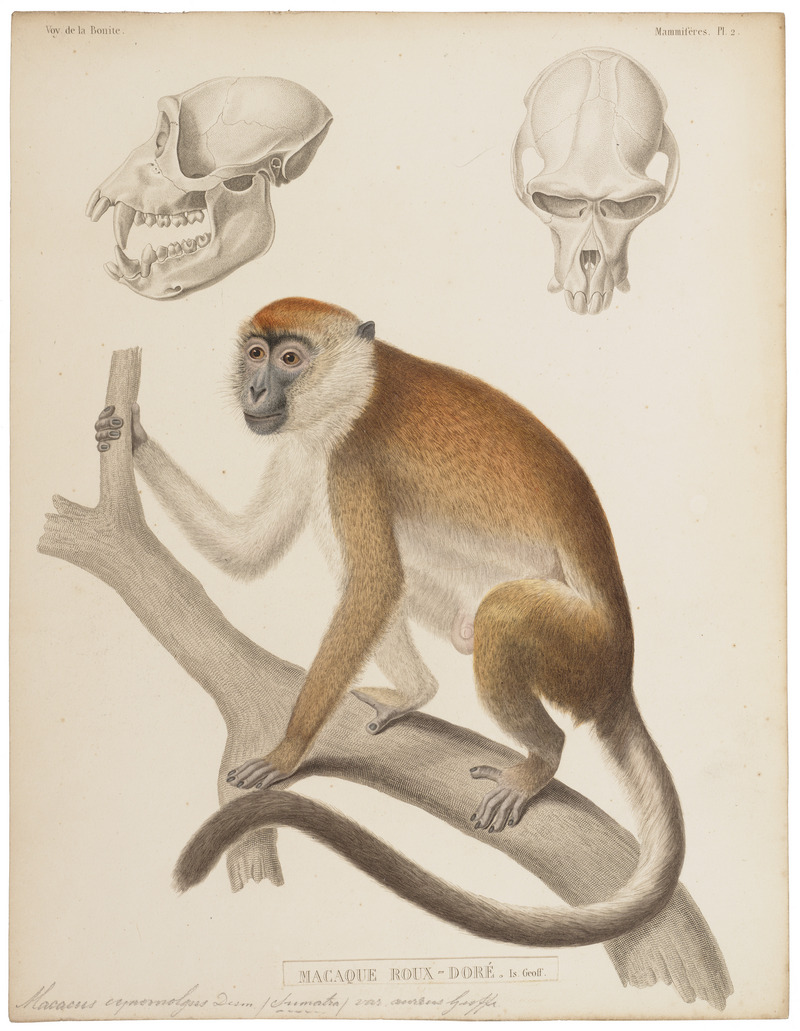 crab-eating macaque (Macaca fascicularis); DISPLAY FULL IMAGE.