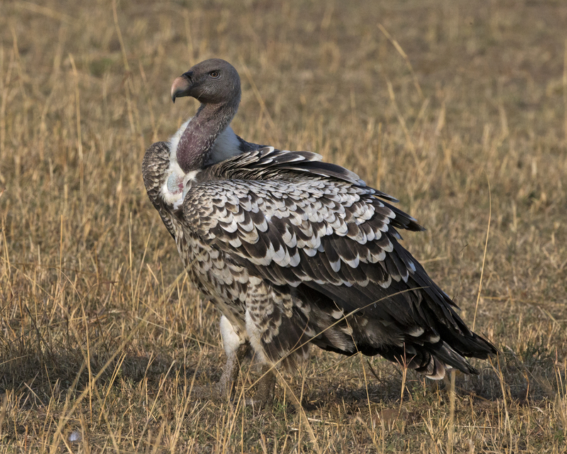 Rüppell's vulture, Rüppell's griffon (Gyps rueppelli) ; DISPLAY FULL IMAGE.