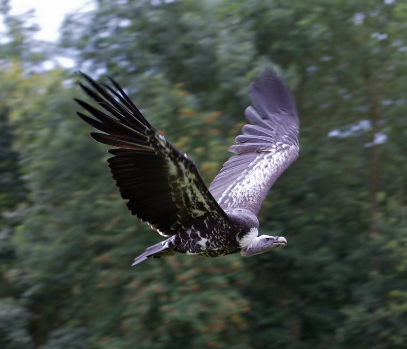 Rüppell's vulture, Rüppell's griffon (Gyps rueppelli) ; DISPLAY FULL IMAGE.