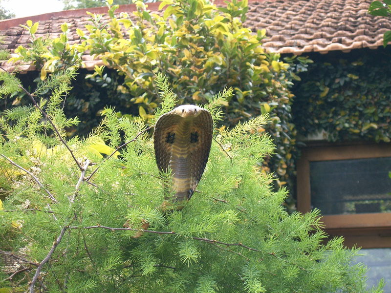 Indian cobra (Naja naja); DISPLAY FULL IMAGE.