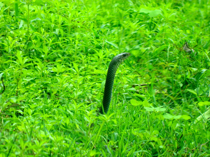 Indian cobra (Naja naja); DISPLAY FULL IMAGE.